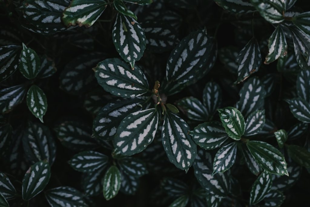 Met een passiebloem snoeien filmpje wordt snoeien makkelijker